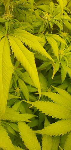 Growreport Bild 3