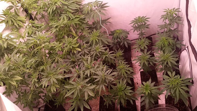 Growreport Bild 6