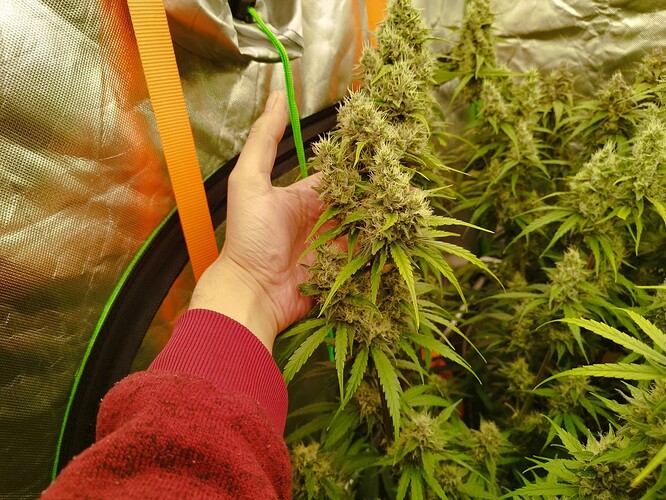 Eine Hand hält einen großen, blühenden Zweig einer Cannabispflanze in einer Growbox. Mehrere andere blühende Pflanzen sind im Hintergrund sichtbar.