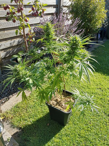 Green Gelato outdoor 2024 (8)