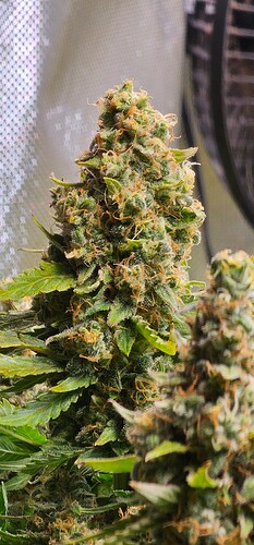 Growreport Bild 7