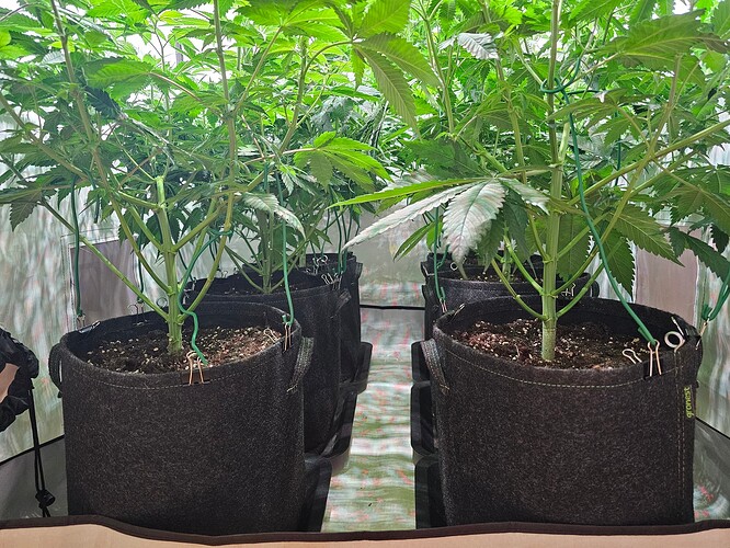 Growreport Bild 2