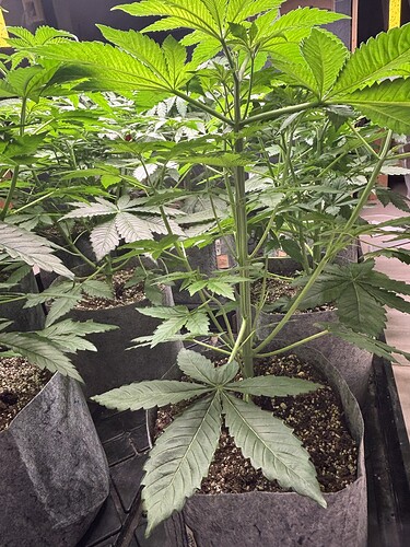 Growreport Bild 4
