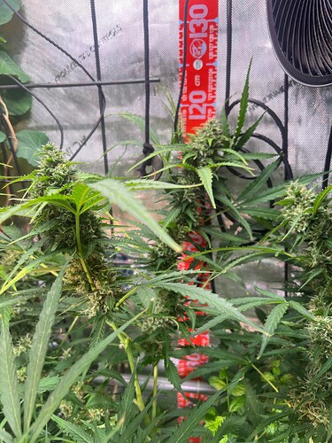 Growreport Bild 6