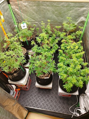 Mehrere Cannabis-Pflanzen in schwarzen Töpfen, die auf Styroporblöcken in einer Growbox stehen. Die Pflanzen sind im Wuchsstadium und zeigen Anzeichen von Nährstoffmangel (Calciummangel).