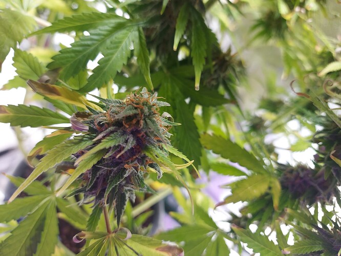 WhatsApp Image 2024-09-04 at 22.34.09