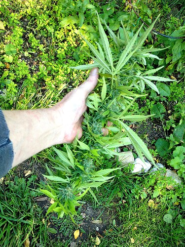 Grow25_0925_HK1noternte03