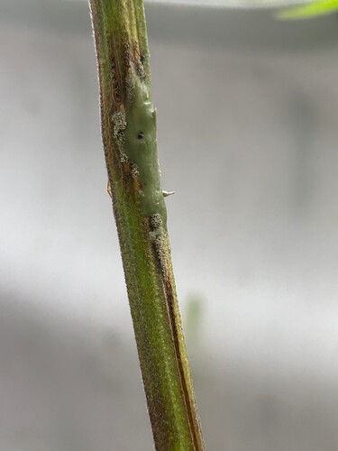 Growreport Bild 19