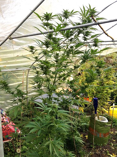 Growreport Bild 7