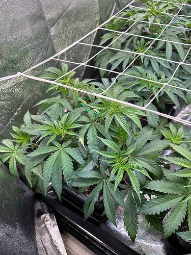 Growreport Bild 33