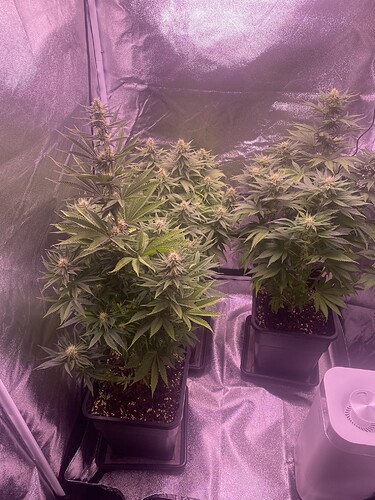 Growreport Bild 1