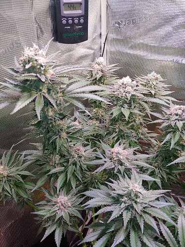 Growreport Bild 4