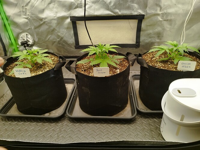 Growreport Bild 7