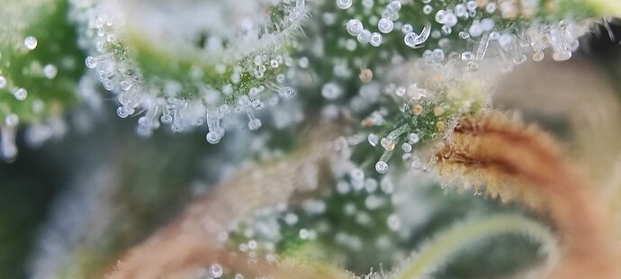 Growreport Bild 33