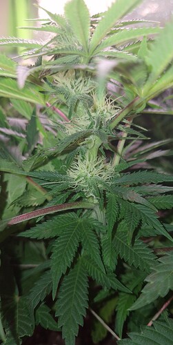 Growreport Bild 2