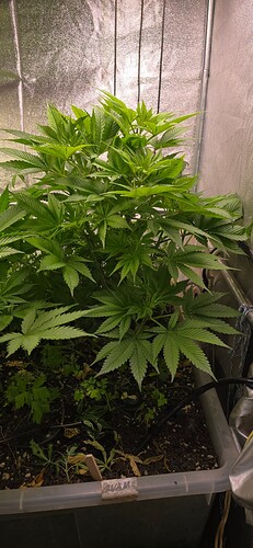 Growreport Bild 7