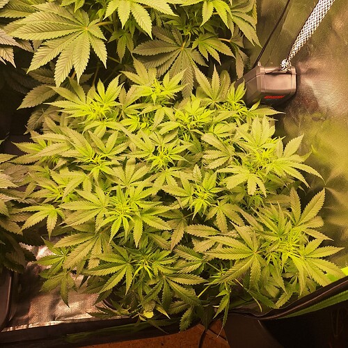 Eine dicht gewachsene Cannabispflanze mit vielen grünen Blättern, die sich in einem Zelt unter einer Lampe befindet.