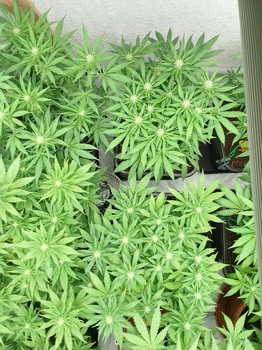 Growreport Bild 14