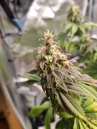 Growreport Bild 7