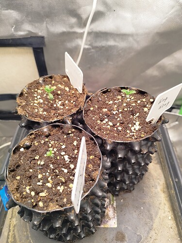 Growreport Bild 7