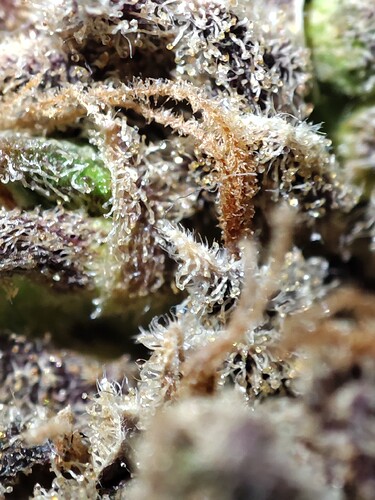 Growreport Bild 41