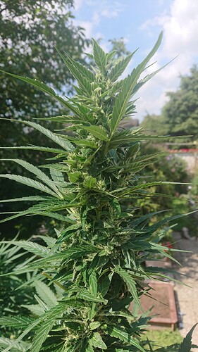 Growreport Bild 87