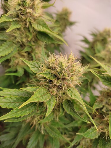 Growreport Bild 46