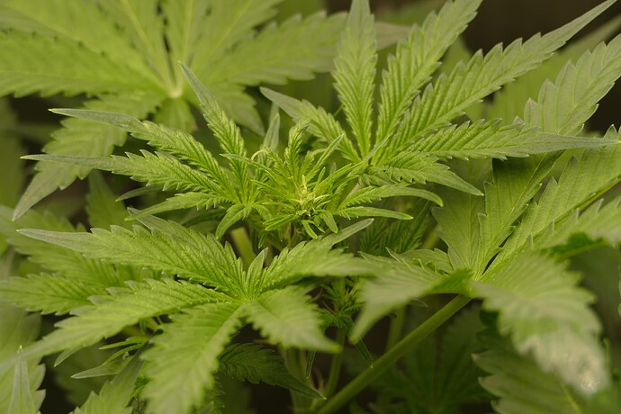 Growreport Bild 16