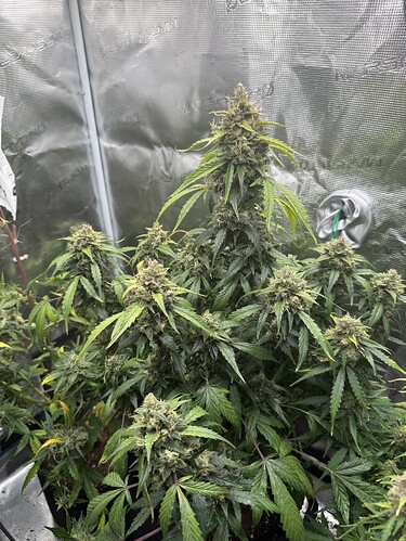 Growreport Bild 13