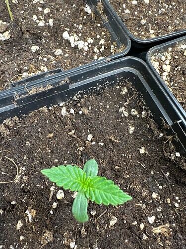 Growreport Bild 6
