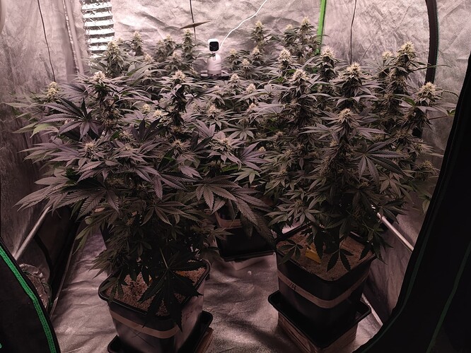 Growreport Bild 105