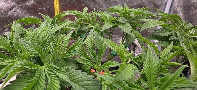 Growreport Bild 15
