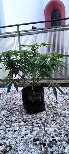 Growreport Bild 2