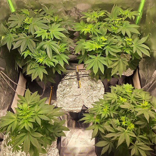 Vier junge Cannabispflanzen in einem Zelt, die sich in der Wachstumsphase befinden. Die Pflanzen sind üppig und zeigen Anzeichen von neuem Wachstum an den Spitzen.