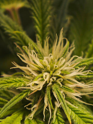 Growreport Bild 19