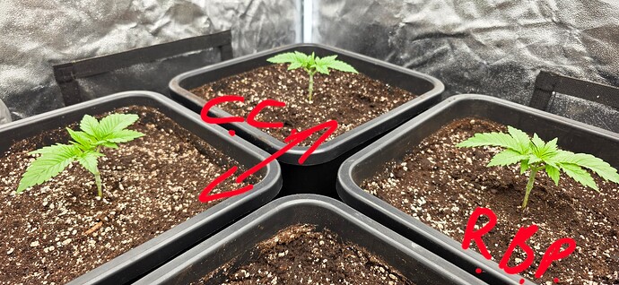 Growreport Bild 13