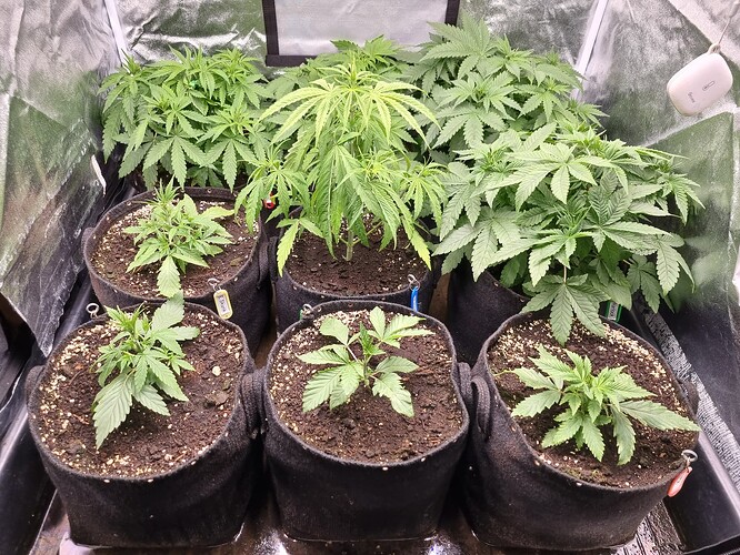 Mehrere junge Cannabispflanzen in Stofftöpfen wachsen in einem Zelt.
