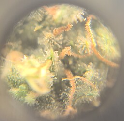 Growreport Bild 6