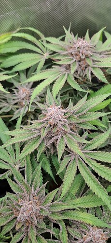 Growreport Bild 30