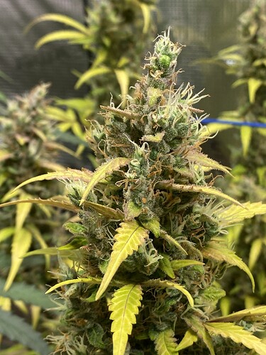 Growreport Bild 125