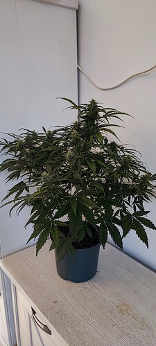 Growreport Bild 4