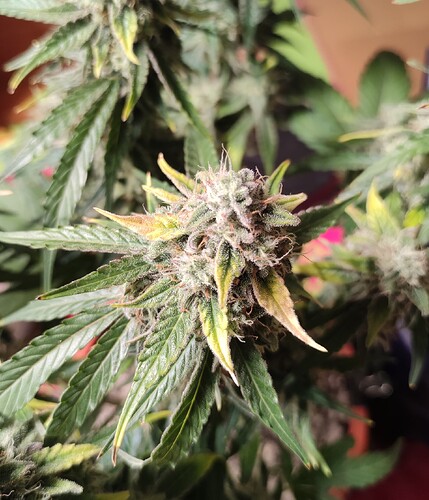 Growreport Bild 56