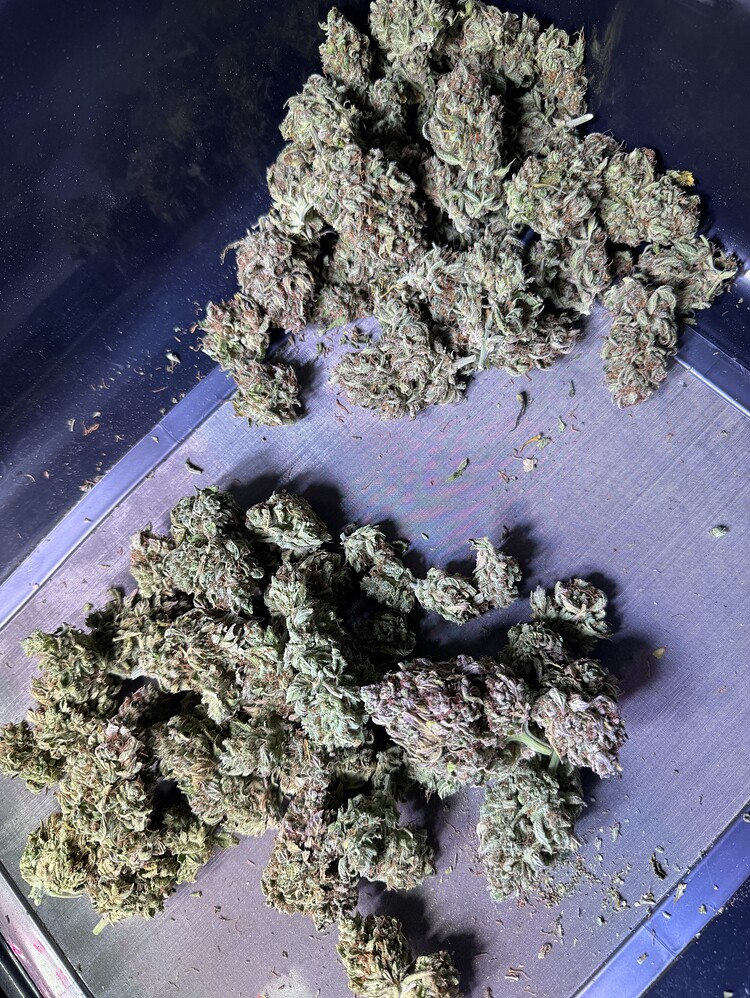 [Geerntet 08.01.2025] Mineralisch Hesi vs. Bio GHF / Herbst Grow 🍁 6Autos / UndrCovrLabM / Stealth Pax