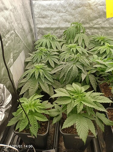 Growreport Bild 13