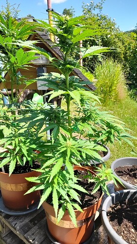 Growreport Bild 25