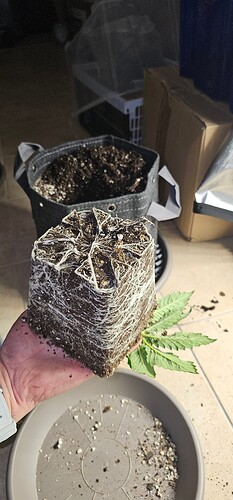 Growreport Bild 31