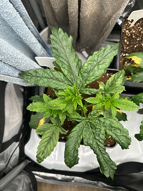 Growreport Bild 10
