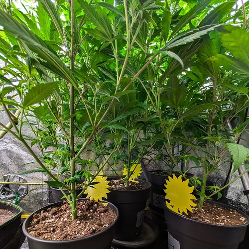 Growreport Bild 28