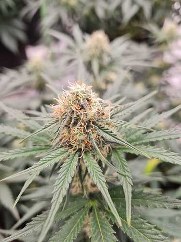 Growreport Bild 14