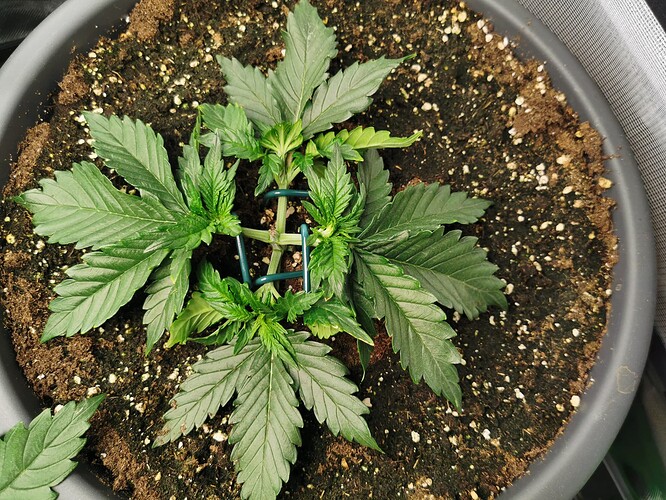 Growreport Bild 15